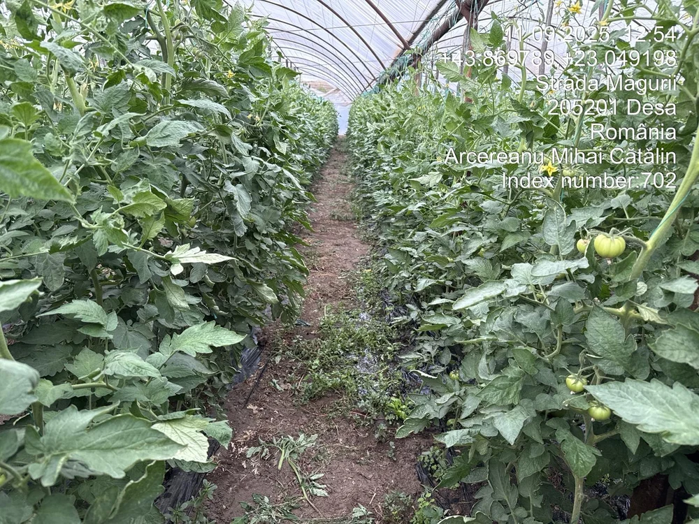 Record de suprafață cultivată în programul Tomata