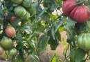 Frigul din octombrie afectează culturile din solarii