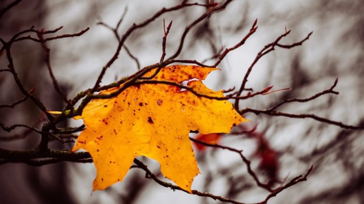 Ploi de scurtă durată și temperaturi normale pentru octombrie