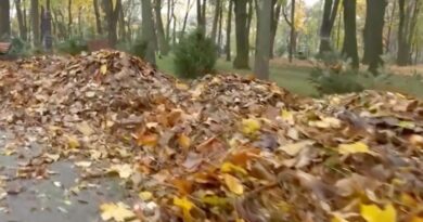 La Iași, frunzele din parcuri sunt transformate în compost