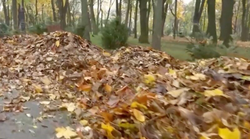 La Iași, frunzele din parcuri sunt transformate în compost