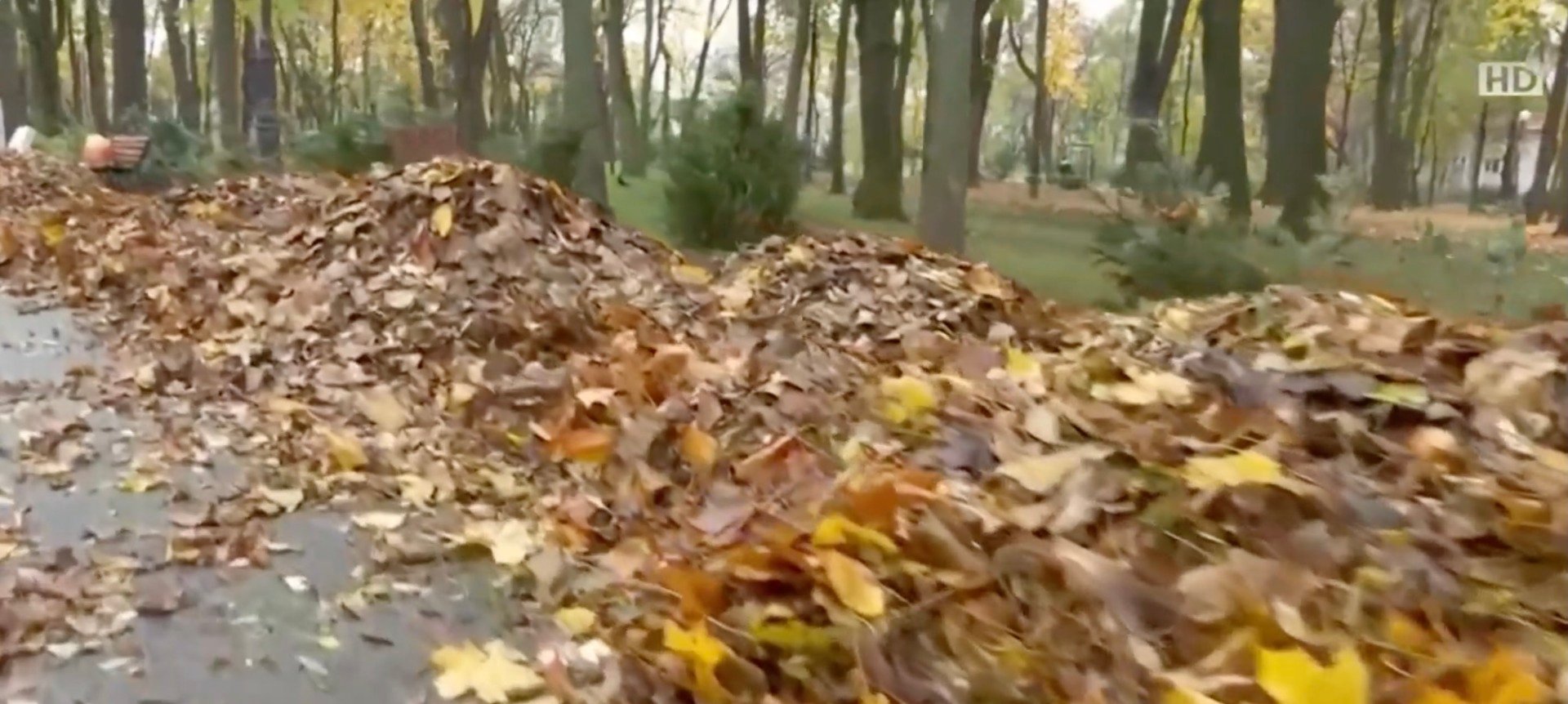 La Iași, frunzele din parcuri sunt transformate în compost