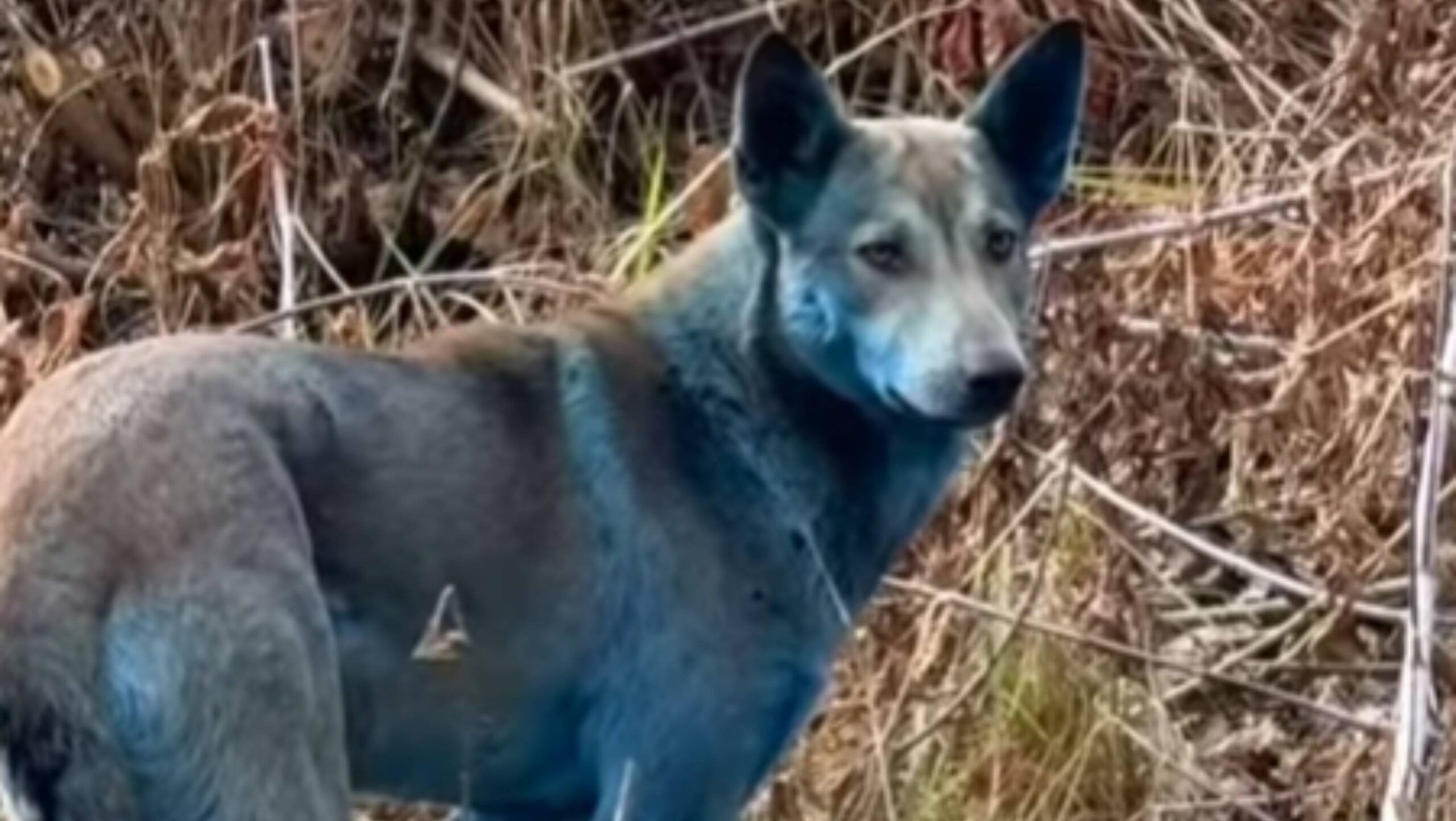 Un expert ucrainean clarifică misterul câinilor albaştri de la Cernobîl