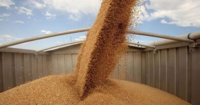 Grâul moldovenesc, mai ieftin ca niciodată în 2025