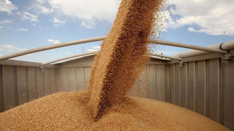 Grâul moldovenesc, mai ieftin ca niciodată în 2025