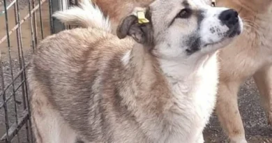 România se confruntă cu o criză a câinilor fără stăpân