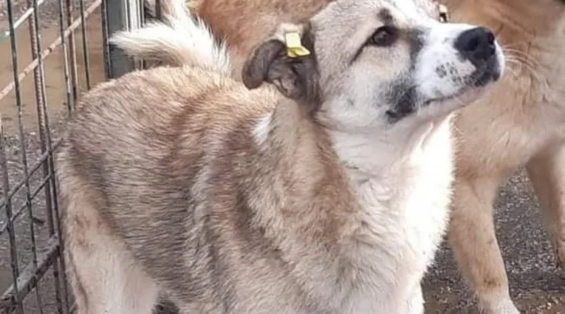 România se confruntă cu o criză a câinilor fără stăpân