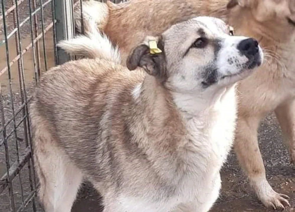 România se confruntă cu o criză a câinilor fără stăpân