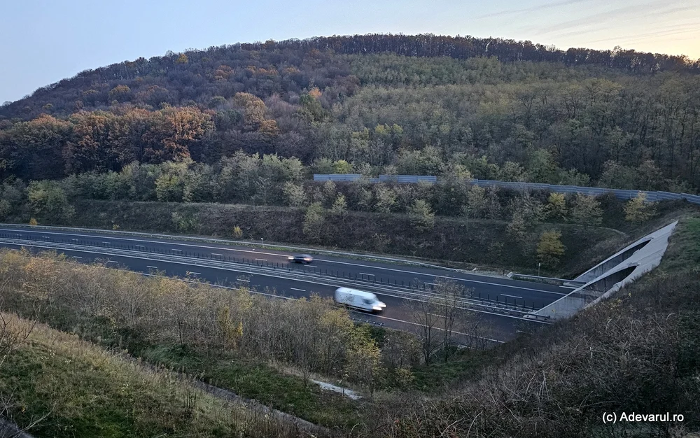 Tunelurile pentru urși pe autostrăzile din România