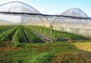 Fermierii pot accesa credite pentru sere și tehnologii verzi