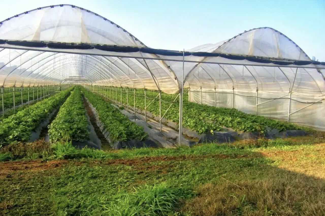 Fermierii pot accesa credite pentru sere și tehnologii verzi