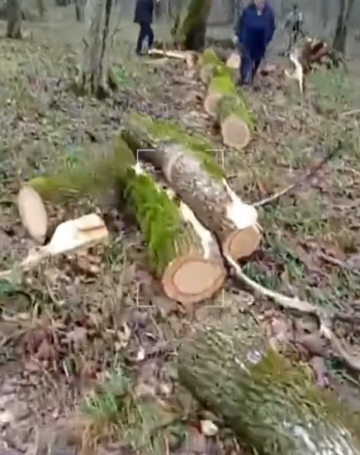 Ministrul mediului cere demisii după tăieri ilegale la Strășeni