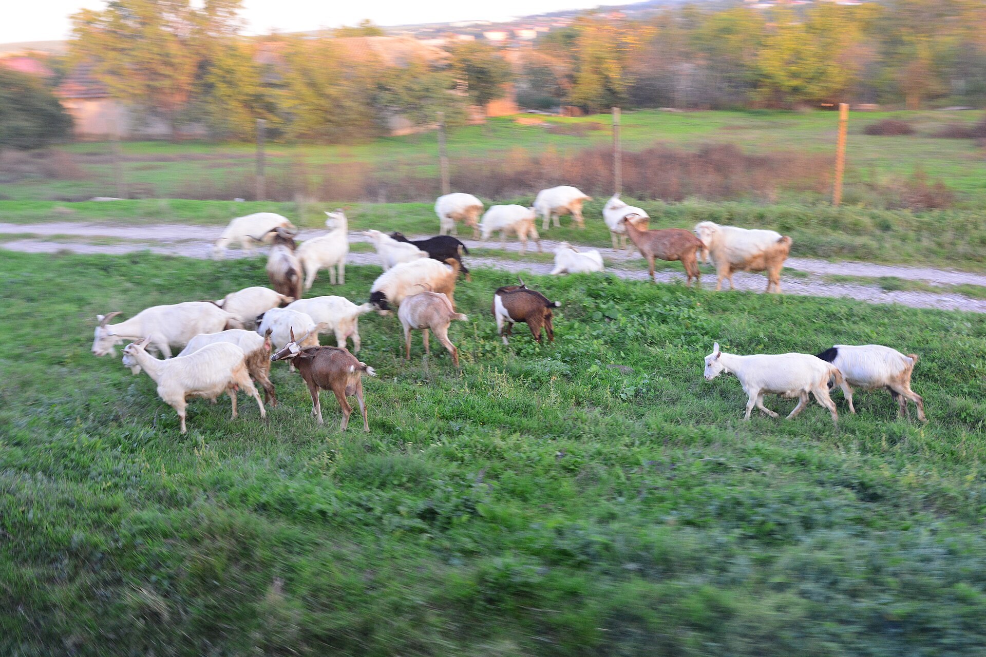 Capre păscând în apropierea orașului Babadag din județul Tulcea, fotografie de arhivă din septembrie 2024