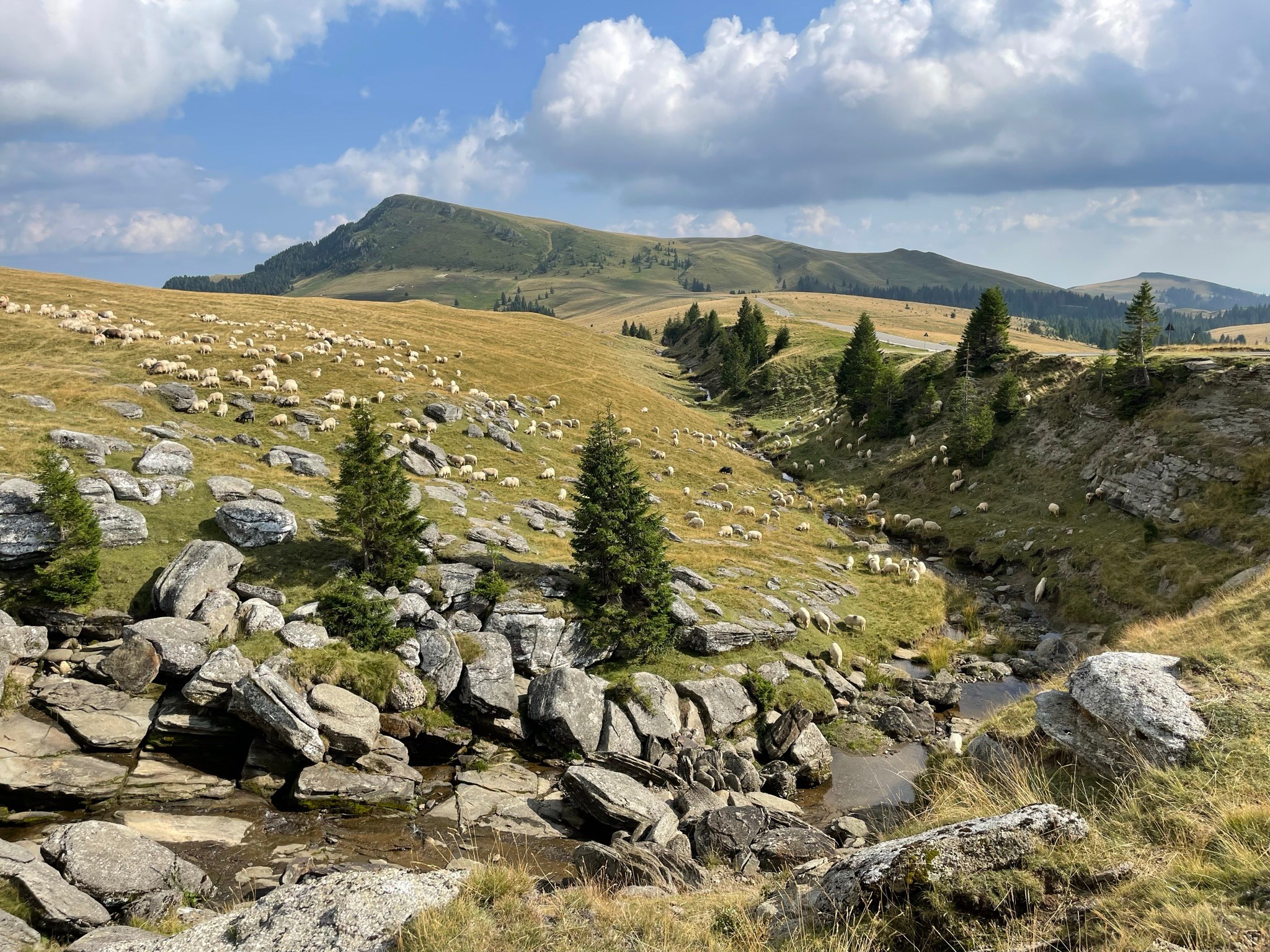 Turmă de oi în Parcul Natural Bucegi, România, fotografie de arhivă din august 2023